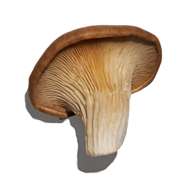 mushroom | Image | Raffe Healthy Kids