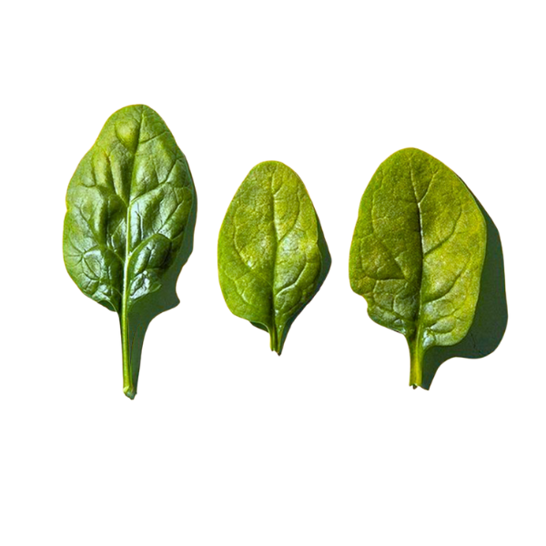 Plant Folate | Spinach | Ingredient | Spotlight Image | Raffe Healthy Kids